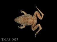 藏品(黑斑蛙)的圖片